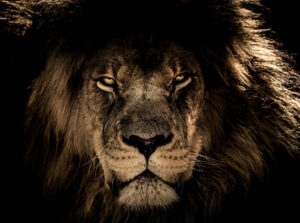 Lionfull