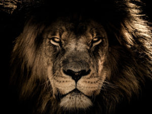 Lionsquare Lionsquare